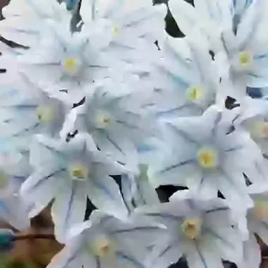 Libanotica